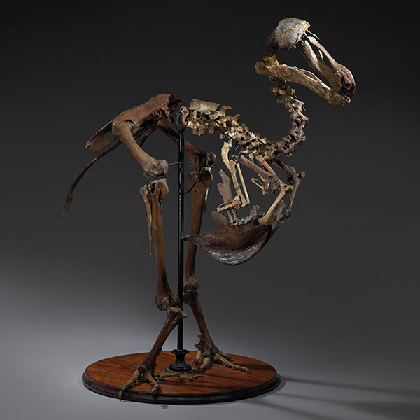 Dodo bird skeleton