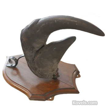 $100,000 Rhinoceros Horn Recovered