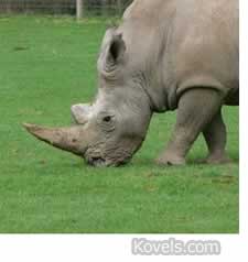 Rhino Horns Worth More Than Gold