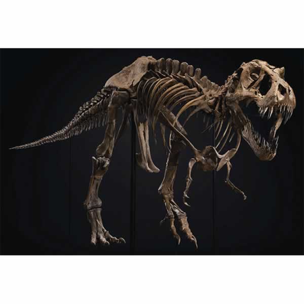 dinosaur skeleton figurine